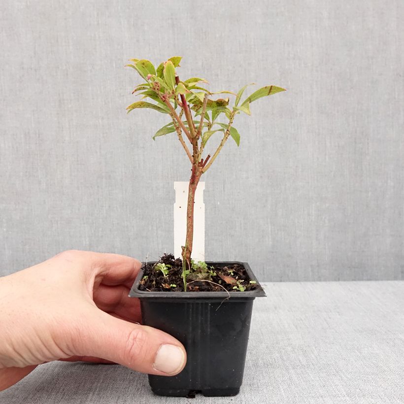 Example of Pieris japonica Forest Flame - Japanse rotsheide Kweekpotje van 8/9 cm as you get in hiver