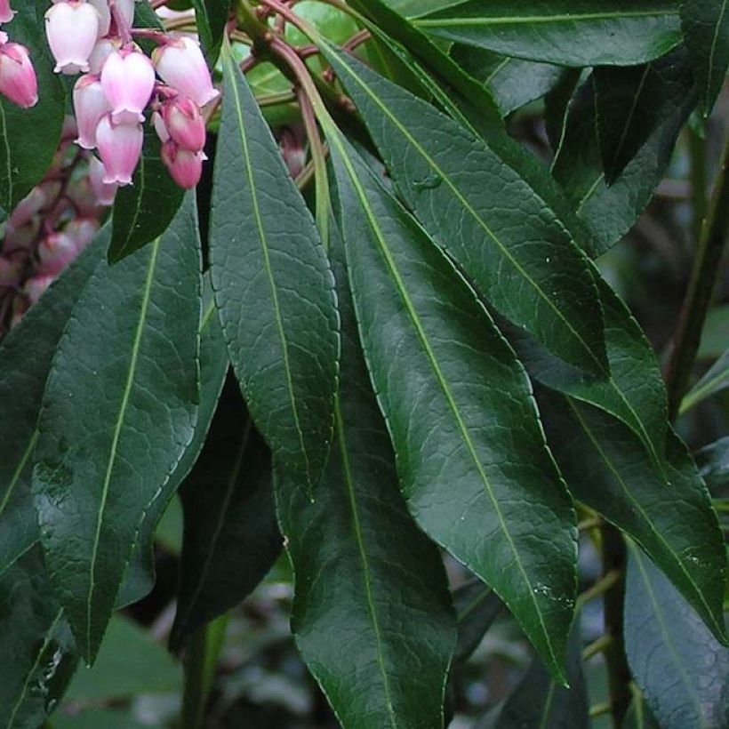 Pieris japonica Pink Passion - Japanse rotsheide (Foliage)