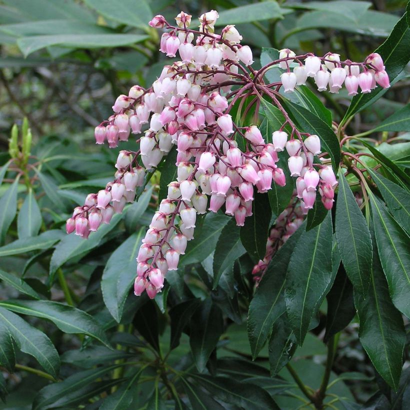Pieris japonica Pink Passion - Japanse rotsheide (Flowering)