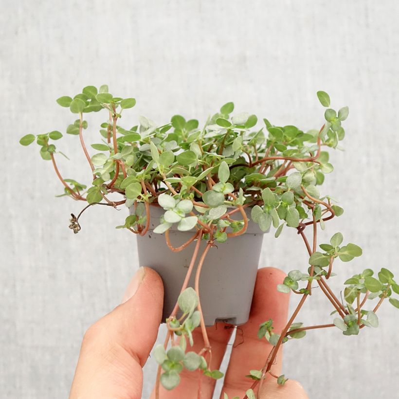 Example of Pilea glaucophylla Greyzy - Kanonplantje Mini-plante as you get in printemps