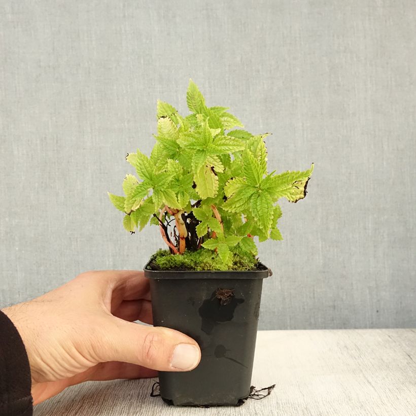 Exemplaar van Pilea matsudai Taiwan Silver - Vriendschapsplant Kweekpotje van 8/9 cm zoals geleverd in de herfst