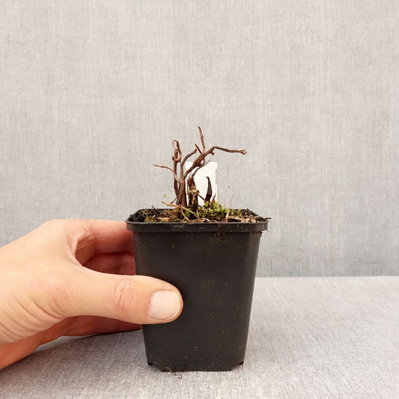 Exemplaar van Pilea matsudai Taiwan Silver - Vriendschapsplant Kweekpotje van 8/9 cm zoals geleverd in de lente