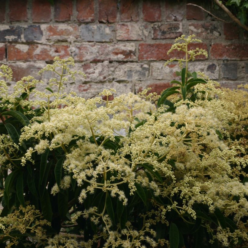 Pileostegia viburnoides - Klimhortensia (Flowering)