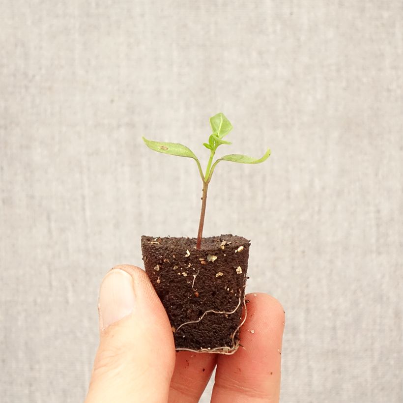 Exemplaar van Chilipeper Pikito (jonge planten) Mini-mot Ø 3/4 cm zoals geleverd in de lente