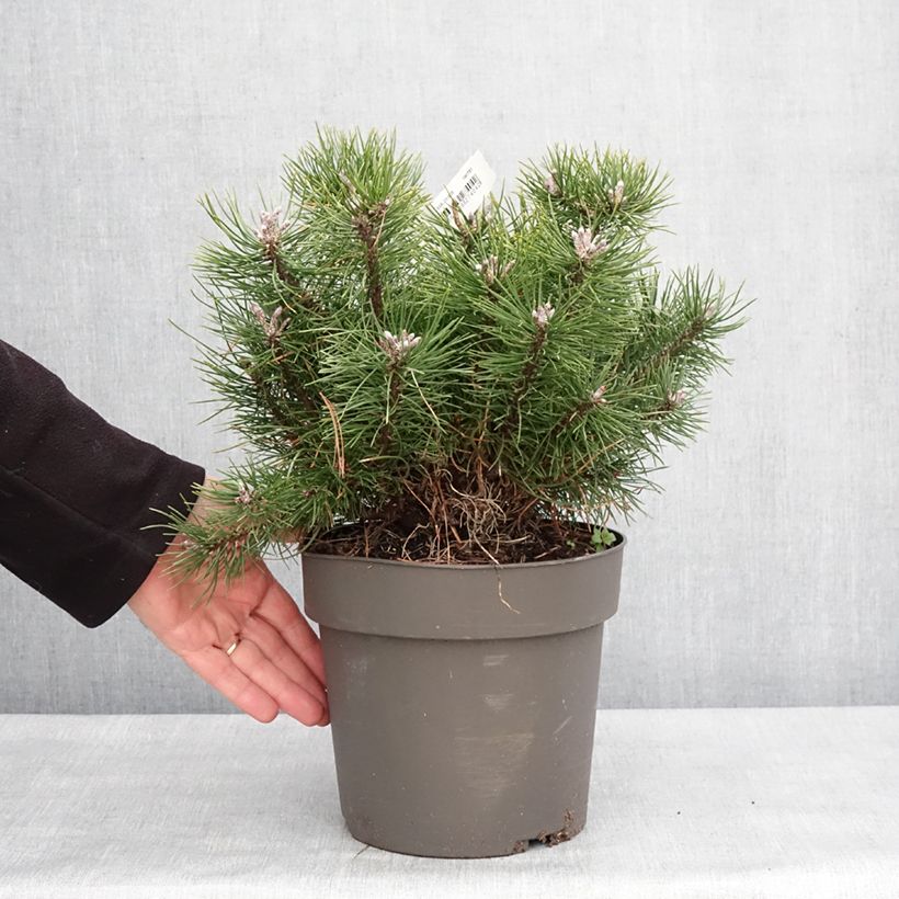 Example of Pin à crochets ou Pin de Briançon - Pinus uncinata Stuk as you get in hiver