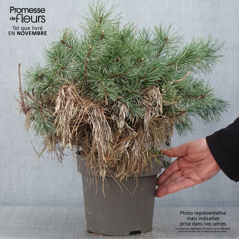 Exemplaar van Pin à crochets ou Pin de Briançon - Pinus uncinata Pièce zoals geleverd in de herfst