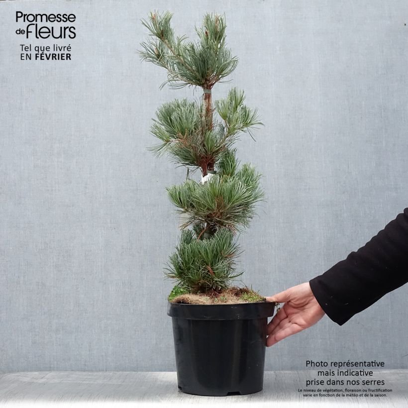 Example of Pin blanc des japonais - Pinus parviflora Tempelhof Pot van 7,5 l/10 l as you get in hiver