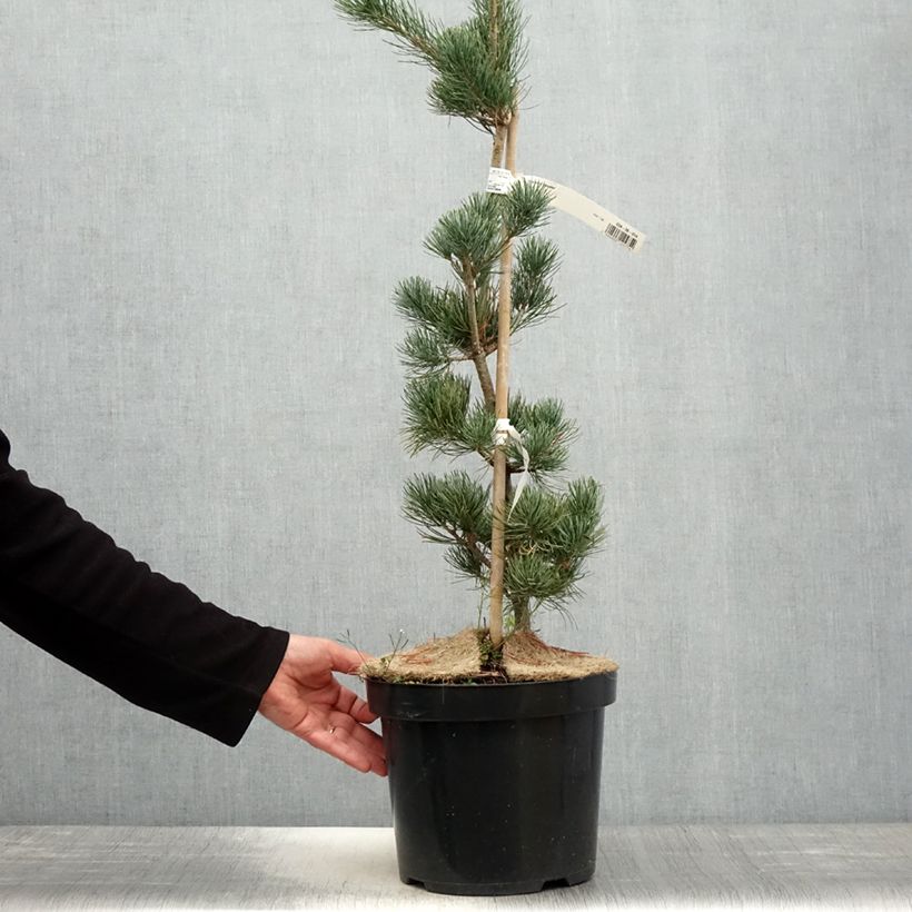 Exemplaar van Pinus parviflora Tempelhof - Japanse witte den Pot van 7,5 l/10 l zoals geleverd in de lente