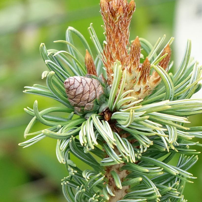 Pinus parviflora Iribune - Japanse witte den (Oogst)