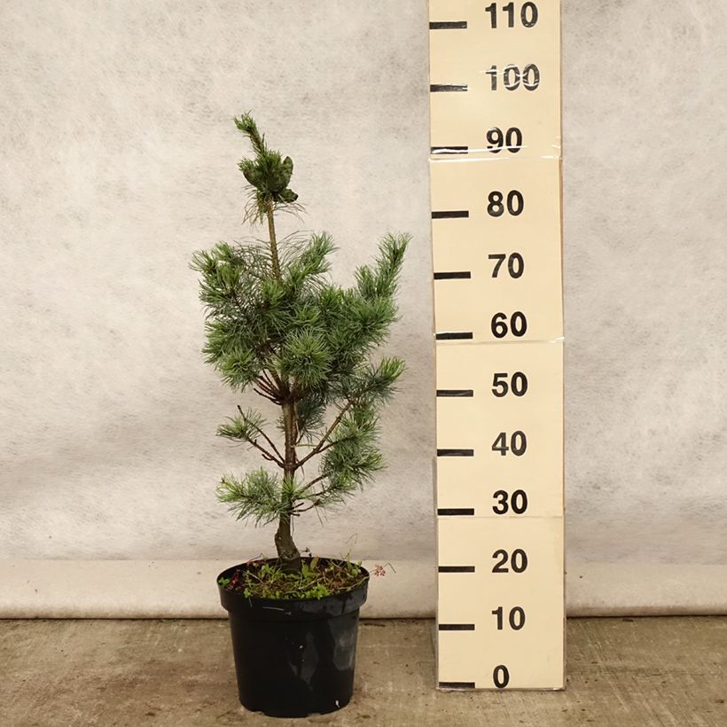 Exemplaar van Pinus parviflora Bergman - Japanse witte den Pot van 7,5 l/10 l zoals geleverd in de zomer