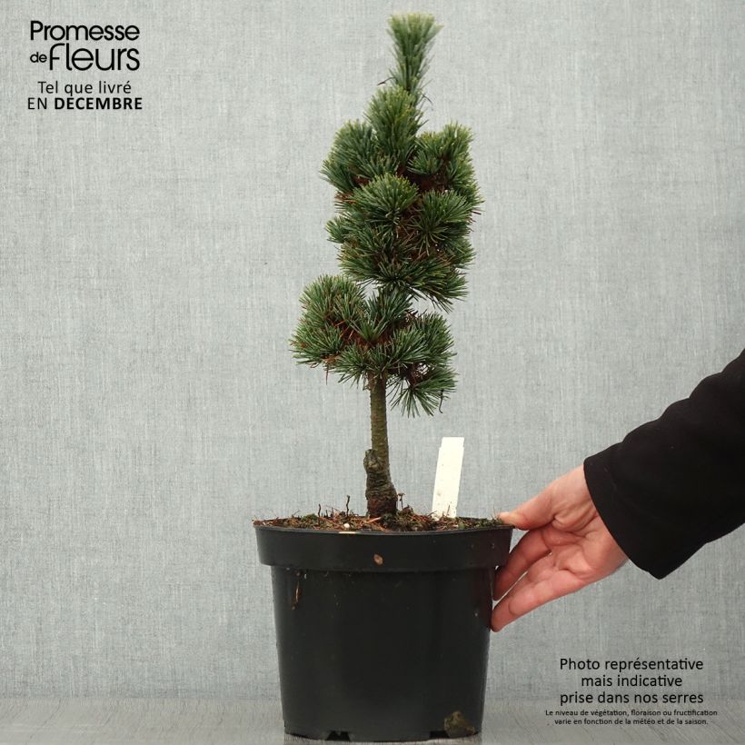 Exemplaar van Pinus cembra Compacta Glauca - Alpenden Pot van 4 l/5 l zoals geleverd in de herfst
