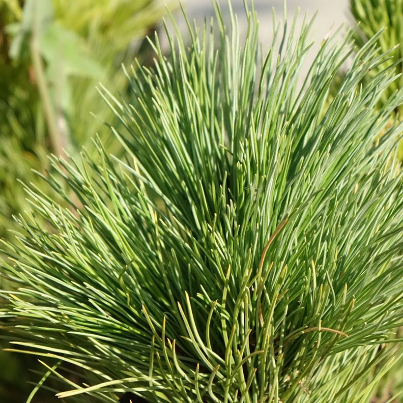 Pinus cembra - Alpenden (Blad)