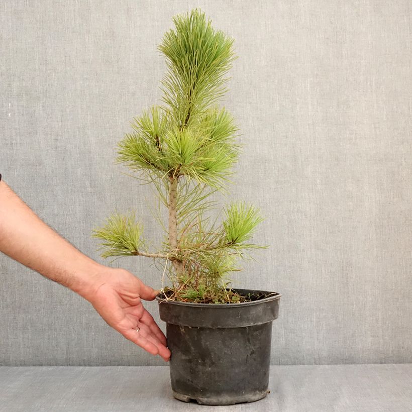 Example of Pin cembro - Pinus cembra Pot van 3 l/4 l as you get in ete