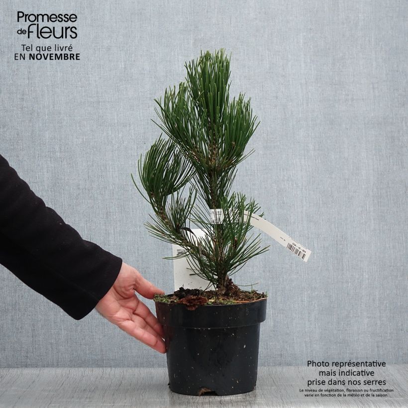 Exemplaar van Pinus heldreichii Compact Gem - Bosnische den Pot van 2 l/3 l zoals geleverd in de herfst