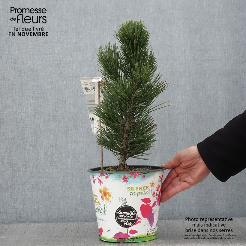 Exemplaar van Pinus heldreichii Compact Gem - Bosnische den Pot van 4 l/5 l zoals geleverd in de herfst