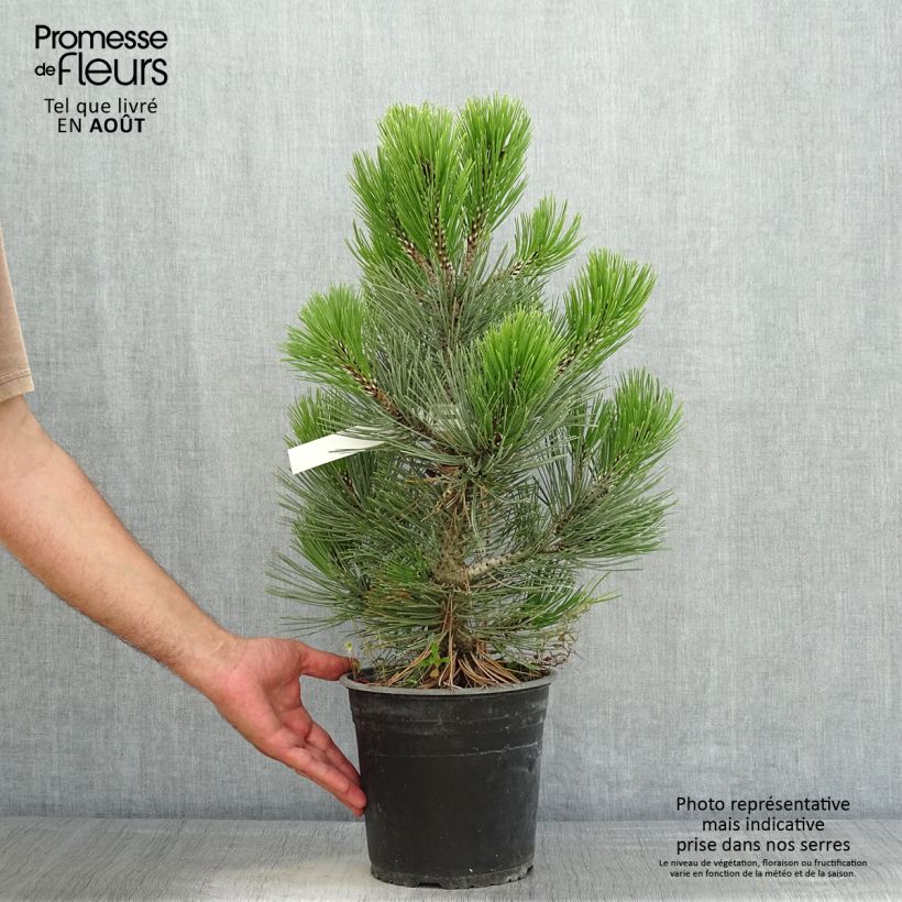 Exemplaar van Pinus heldreichii Compact Gem - Bosnische den Pot van 4 l/5 l zoals geleverd in de zomer