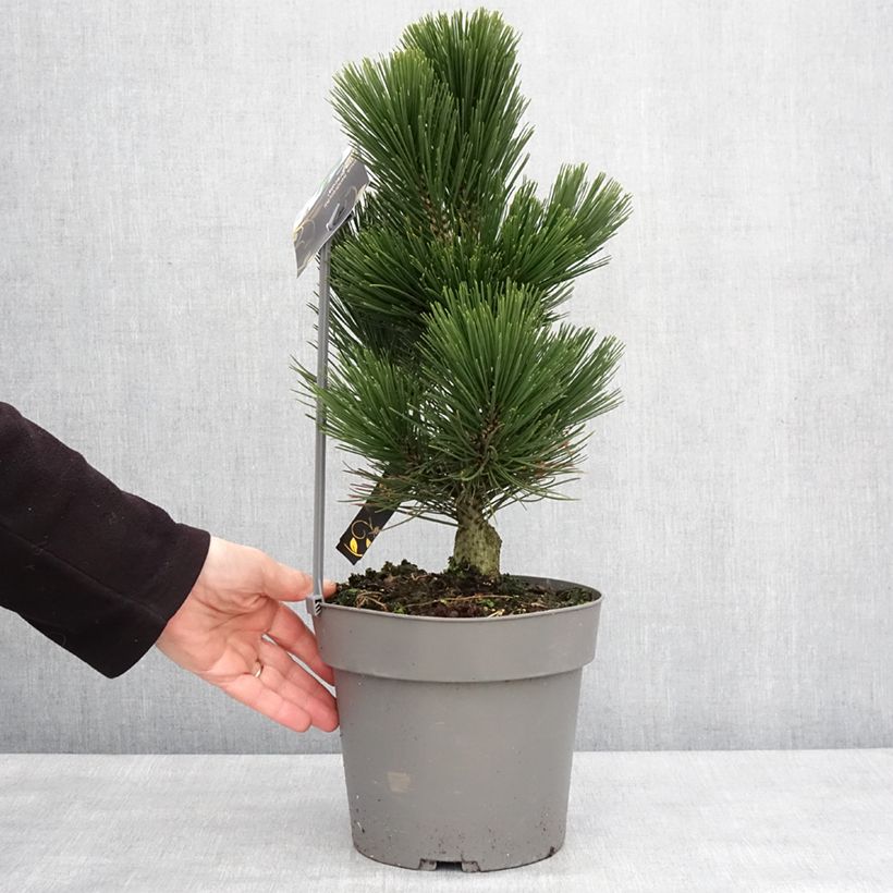 Exemplaar van Pin de Bosnie - Pinus heldreichii (leucodermis) Little Dracula Pot de 4L/5L zoals geleverd in de winter