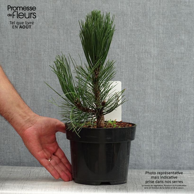 Exemplaar van Pinus heldreichii Malinkii - Bosnische den Pot van 2 l/3 l zoals geleverd in de zomer