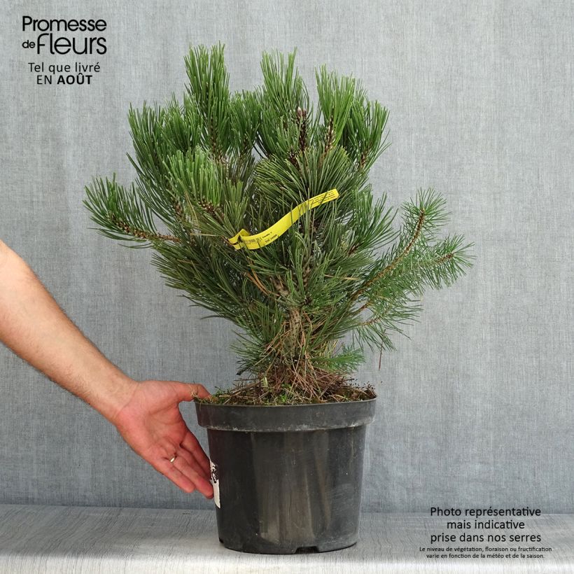 Exemplaar van Pinus heldreichii Malinkii - Bosnische den Pot van 7,5 l/10 l zoals geleverd in de zomer