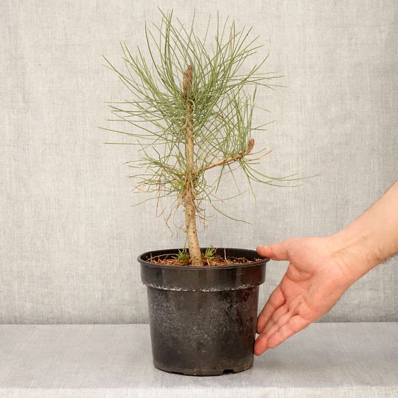 Exemplaar van Pinus jeffreyi - Jeffrey-den Pot van 3 l/4 l zoals geleverd in de lente