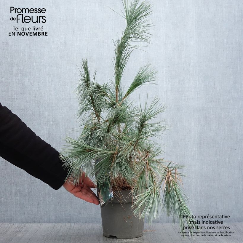 Exemplaar van Pinus wallichiana Densa Hill - Tranenden Pot van 3 l/4 l zoals geleverd in de herfst