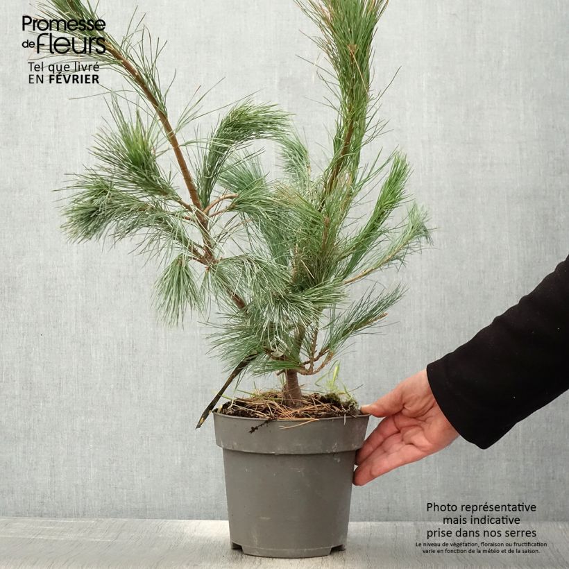 Example of Pin de l'Himalaya - Pinus wallichiana Densa Hill Pot van 3 l/4 l as you get in hiver