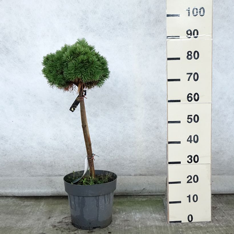 Exemplaar van Pinus mugo Allgäu - Bergden Pot van 4 l/5 l, Stengel zoals geleverd in de zomer