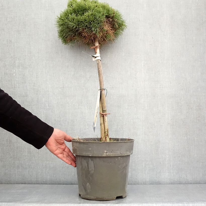 Example of Pin de montagne - Pinus mugo Allgäu Pot van 4 l/5 l as you get in hiver