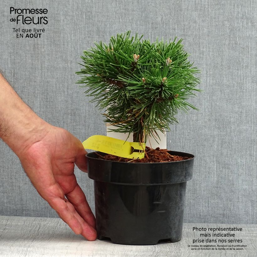 Exemplaar van Pinus mugo Benjamin - Bergden Pot van 2 l/3 l zoals geleverd in de zomer