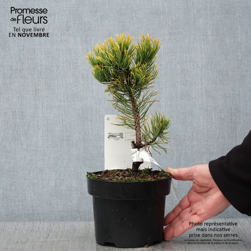 Exemplaar van Pinus mugo Carsten's Wintergold - Bergden Pot van 2 l/3 l zoals geleverd in de herfst