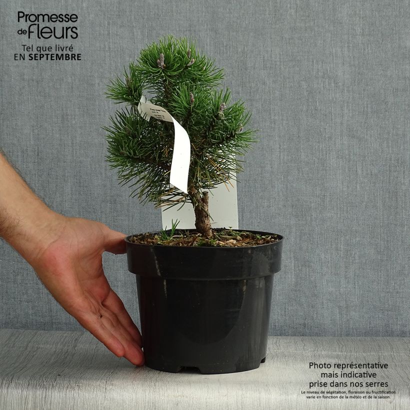 Exemplaar van Pinus mugo Gnom - Bergden Pot van 2 l/3 l zoals geleverd in de zomer