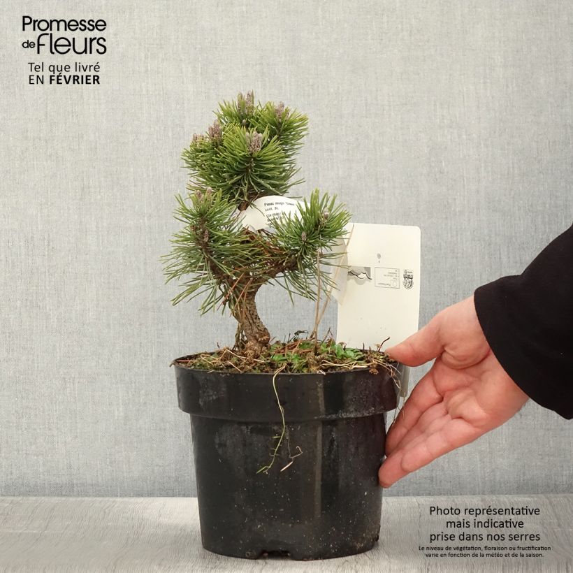 Example of Pinus mugo Gnom - Bergden Pot van 2 l/3 l as you get in hiver