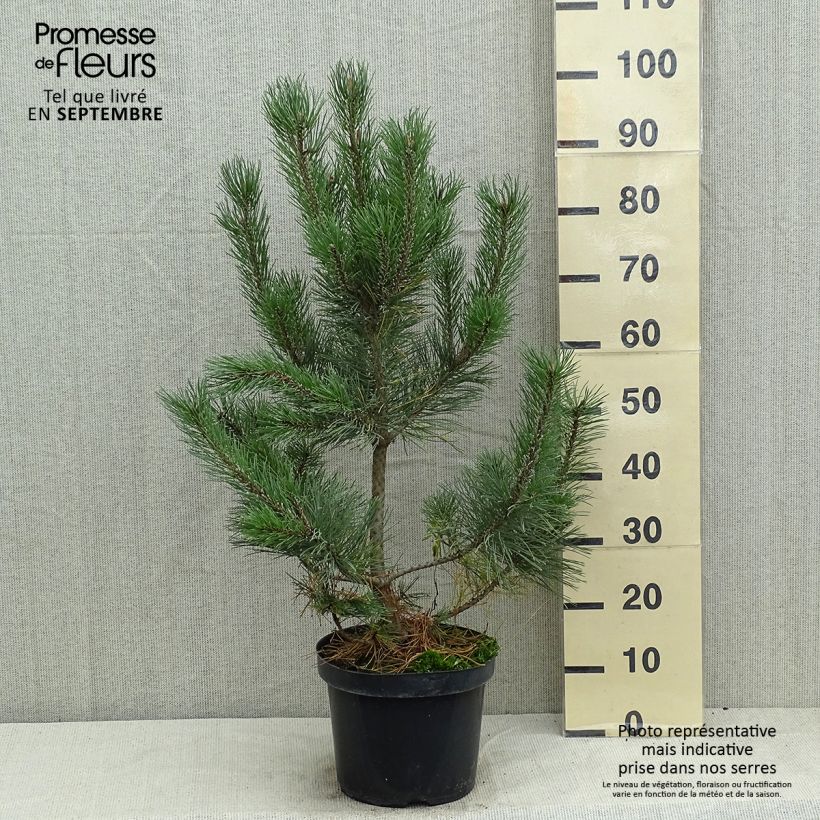Exemplaar van Pinus mugo Gnom - Bergden Pot van 7,5 l/10 l zoals geleverd in de zomer