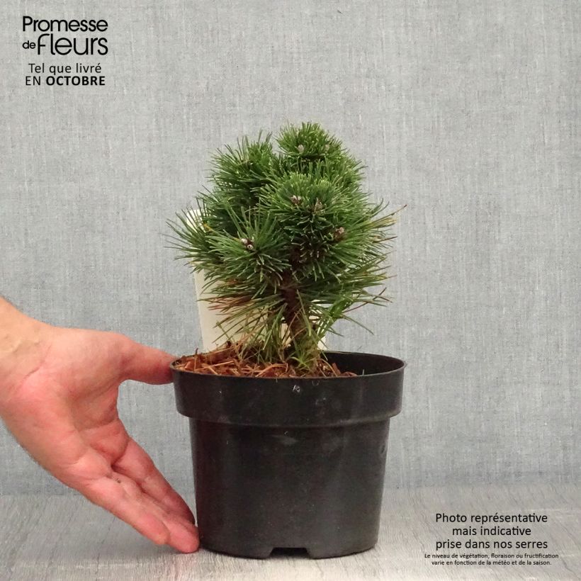 Exemplaar van Pinus mugo Heideperle - Bergden Pot van 2 l/3 l zoals geleverd in de herfst