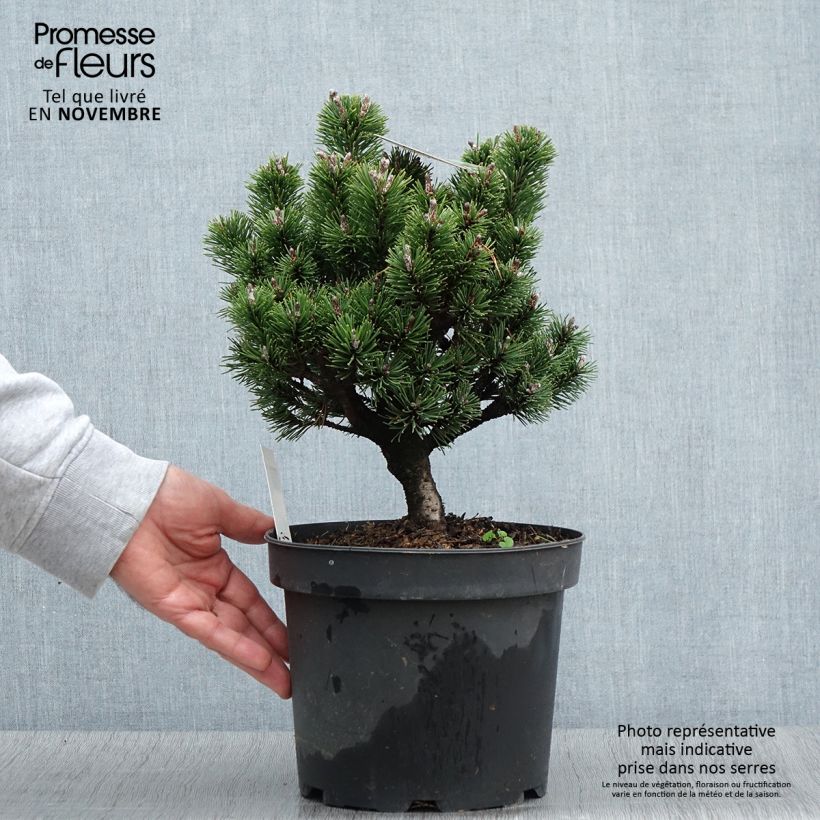 Exemplaar van Pinus mugo Lilliput - Bergden Pot van 4 l/5 l zoals geleverd in de herfst
