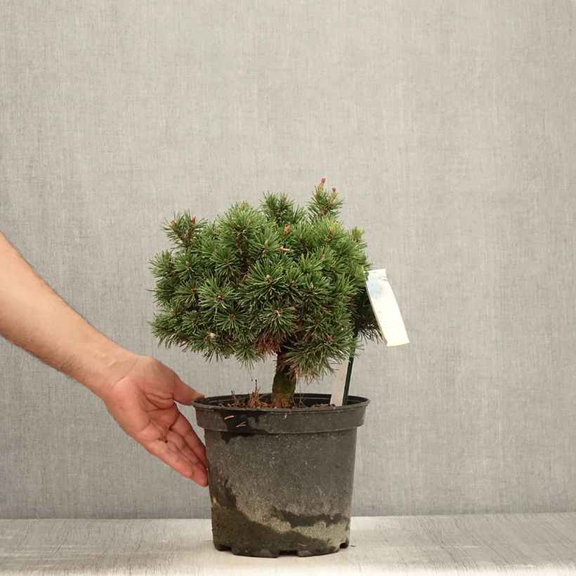 Exemplaar van Pinus mugo Lilliput - Bergden Pot van 4 l/5 l zoals geleverd in de zomer