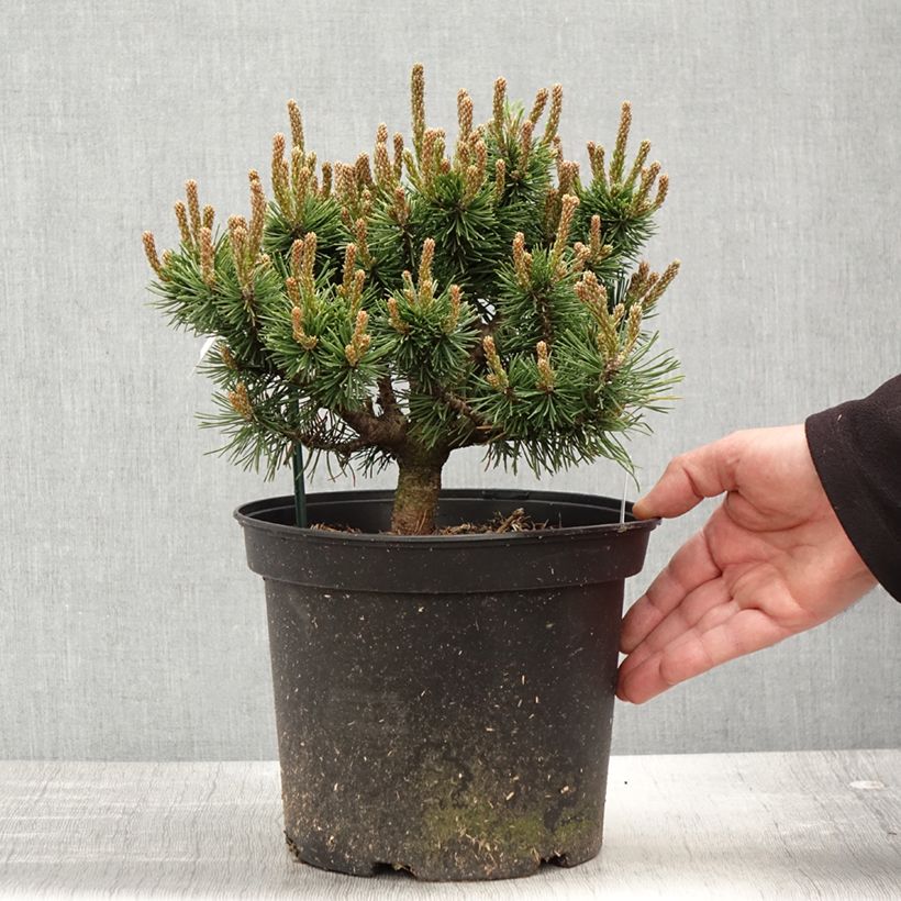 Exemplaar van Pinus mugo Lilliput - Bergden Pot van 4 l/5 l zoals geleverd in de lente
