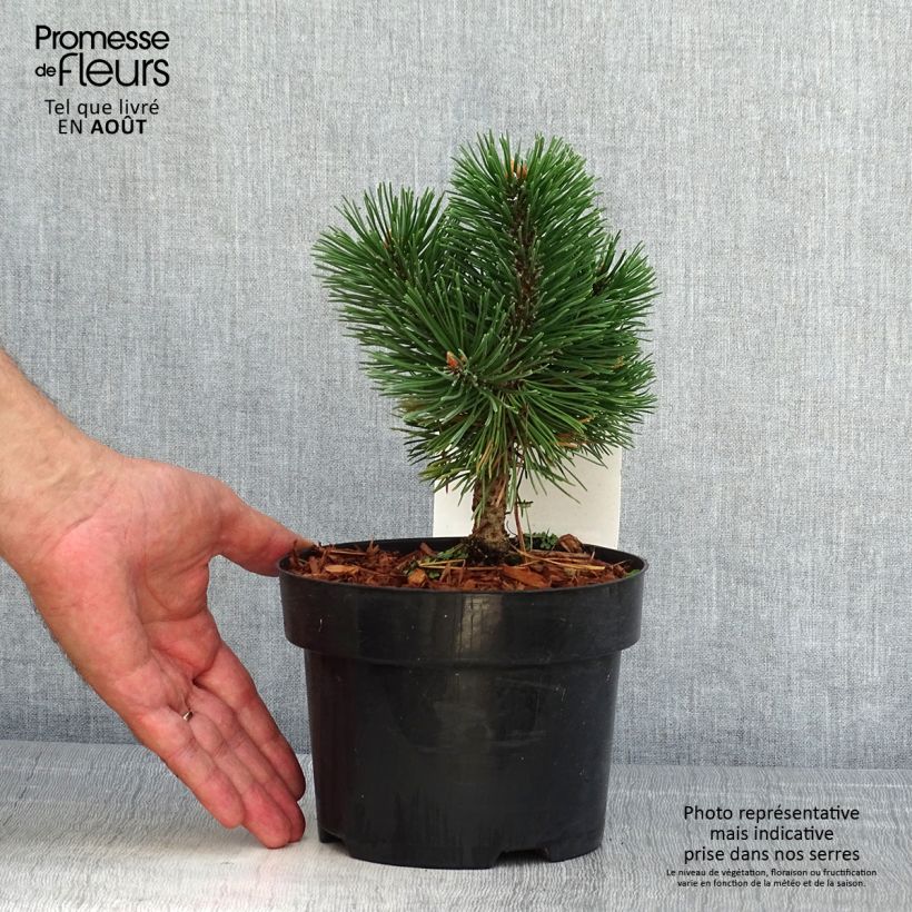 Exemplaar van Pinus mugo Mumpitz - Bergden Pot van 2 l/3 l zoals geleverd in de zomer