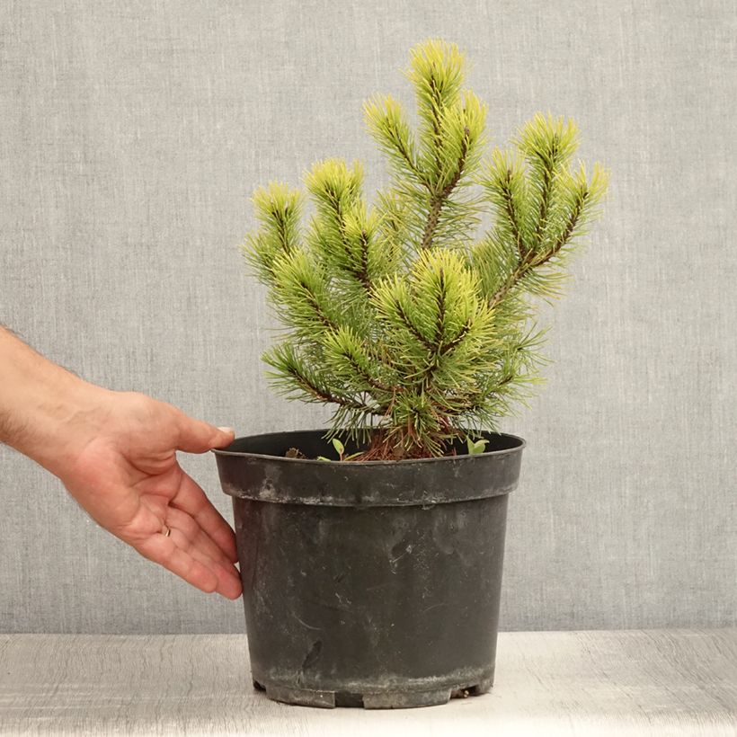 Exemplaar van Pinus mugo Ophir - Bergden Pot van 2 l/3 l zoals geleverd in de zomer