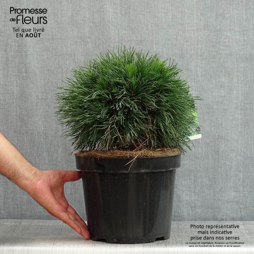 Exemplaar van Pinus mugo Varella - Bergden Pot van 7,5 l/10 l zoals geleverd in de zomer