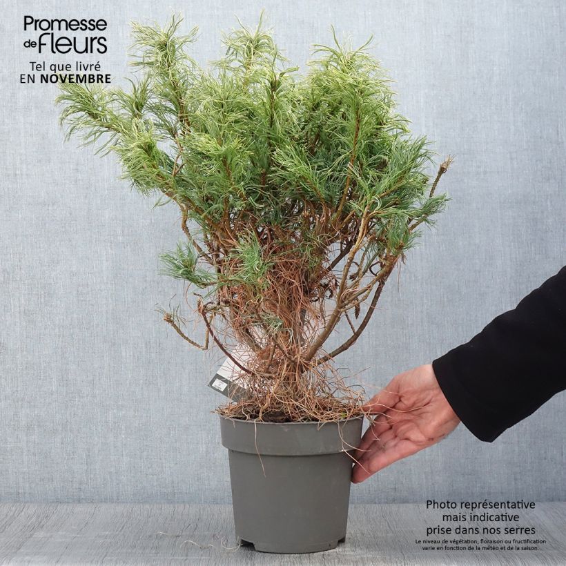 Exemplaar van Pinus strobus Green Twist - Weymouthden Pot van 2 l/3 l zoals geleverd in de herfst
