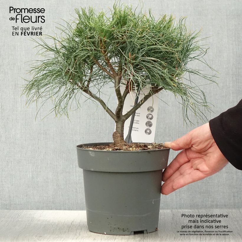 Example of Pinus strobus Green Twist - Weymouthden Pot van 2 l/3 l as you get in hiver