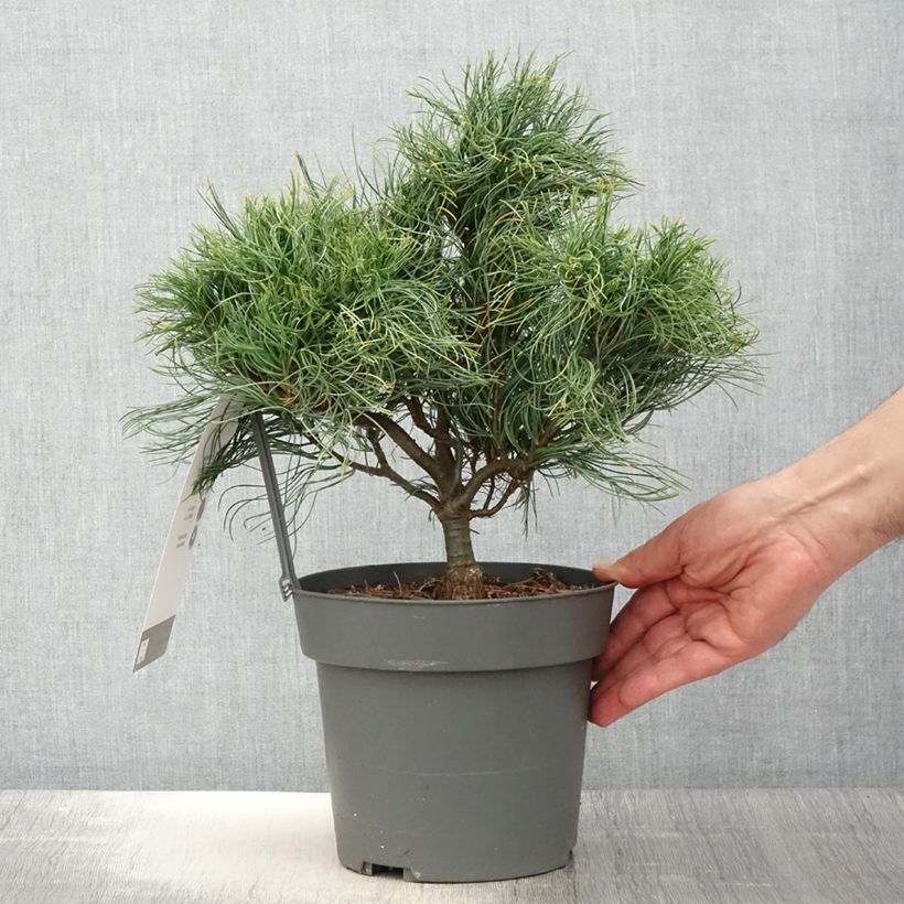 Exemplaar van Pinus strobus Green Twist - Weymouthden Pot van 2 l/3 l zoals geleverd in de lente