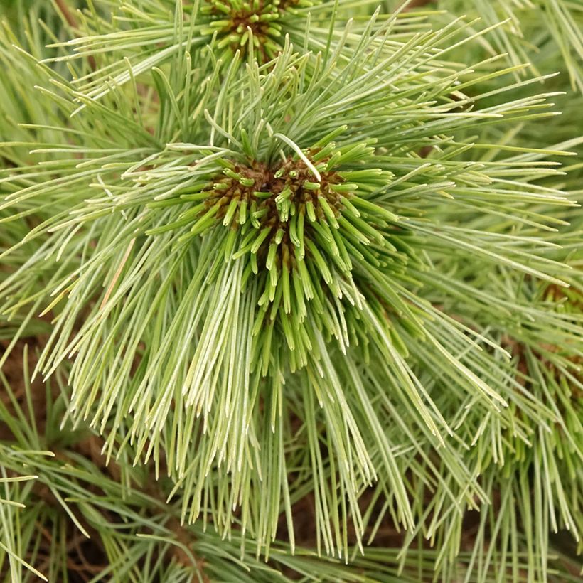 Pinus strobus Mary Butler - Weymouthden (Blad)