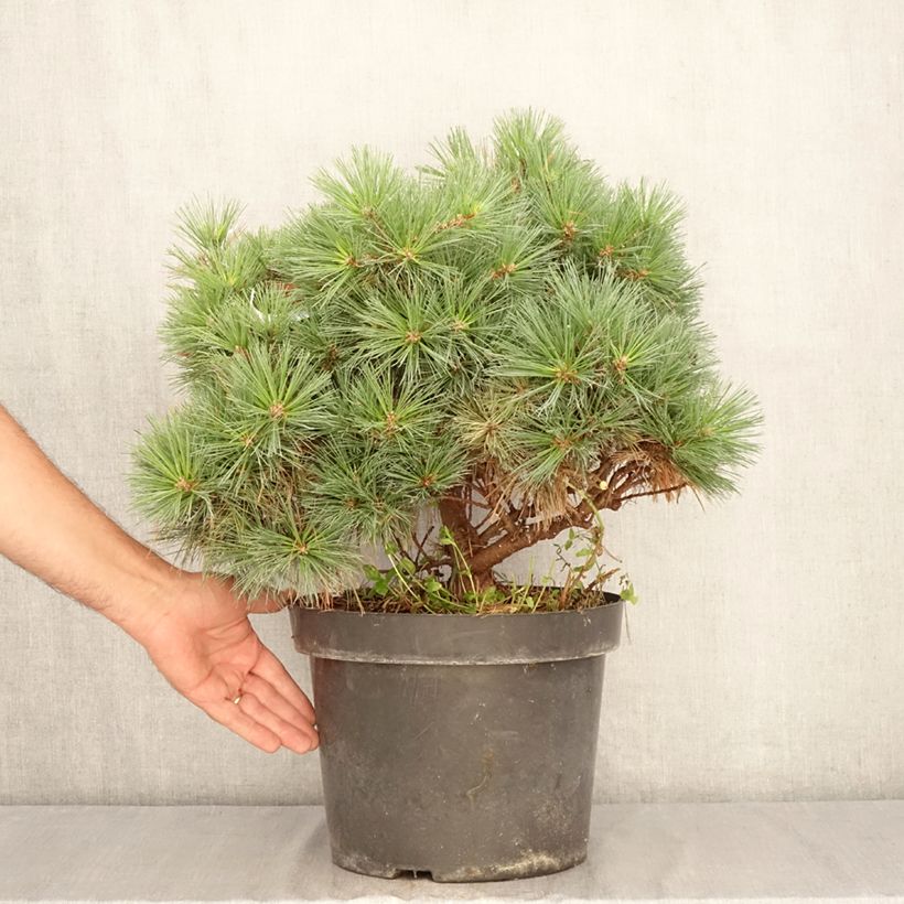 Exemplaar van Pinus strobus Minuta - Weymouthden Pot van 7,5 l/10 l zoals geleverd in de zomer