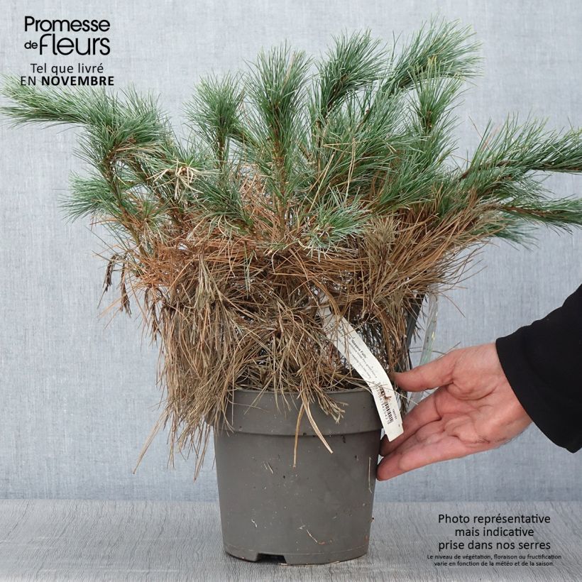 Exemplaar van Pinus strobus Niagara Falls - Weymouthden Pot van 3 l/4 l zoals geleverd in de herfst