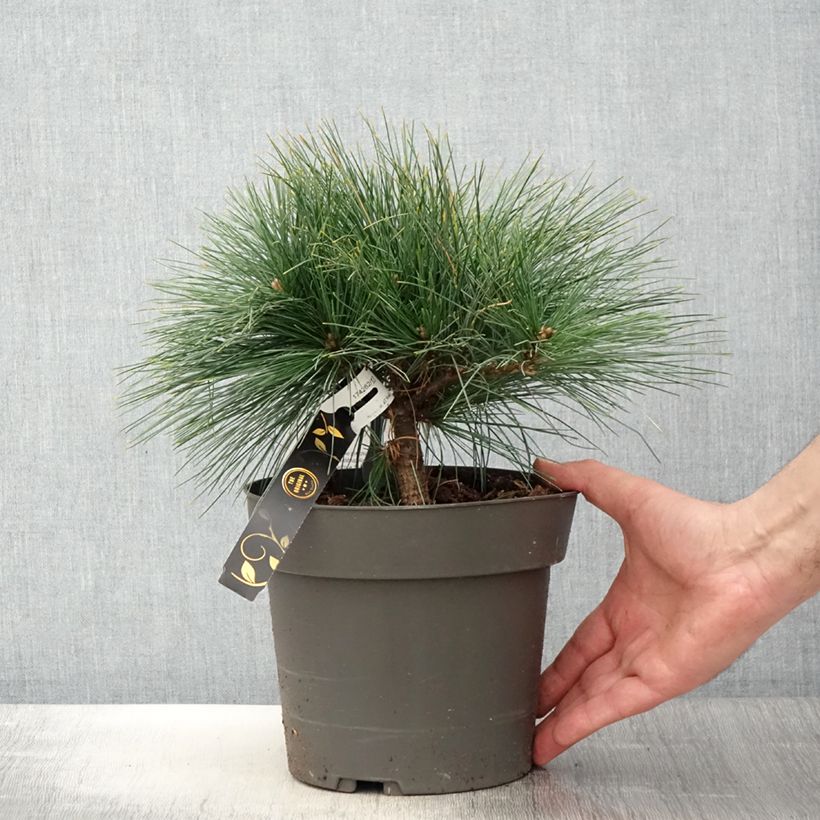 Exemplaar van Pinus strobus Niagara Falls - Weymouthden Pot van 3 l/4 l zoals geleverd in de lente