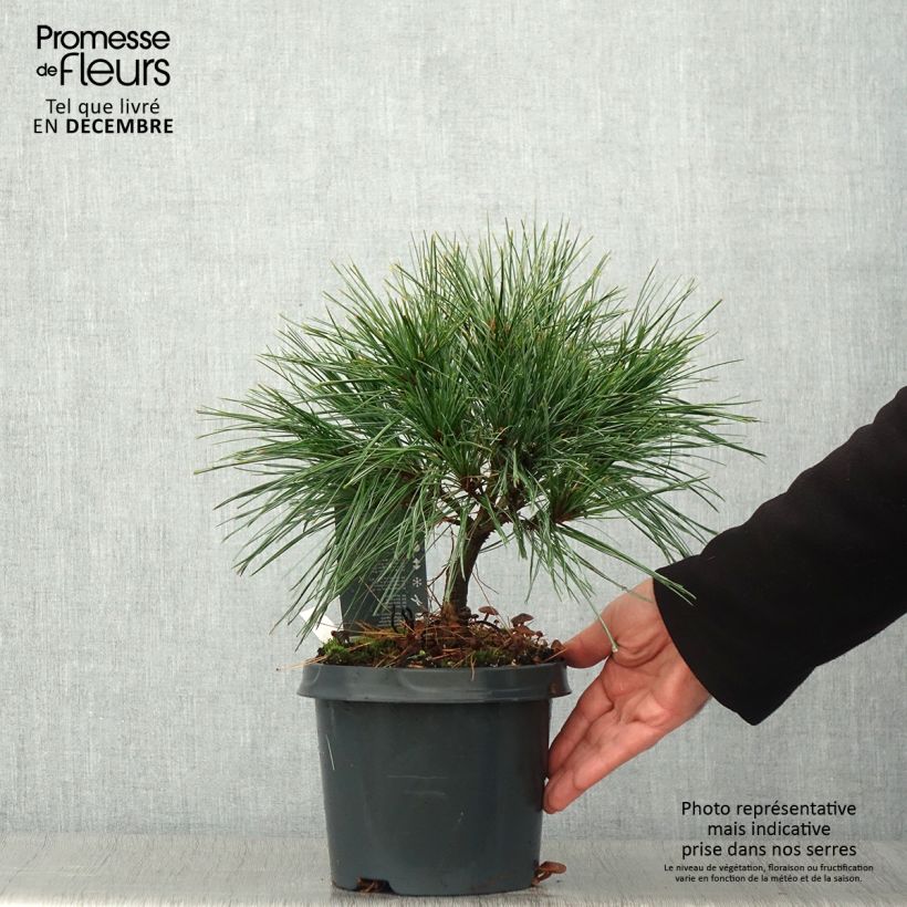 Exemplaar van Pinus strobus Radiata - Weymouthden Pot van 3 l/4 l zoals geleverd in de herfst