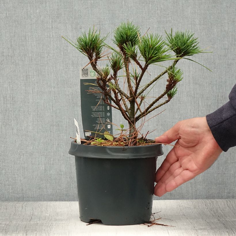 Exemplaar van Pinus strobus Radiata - Weymouthden Pot van 3 l/4 l zoals geleverd in de zomer