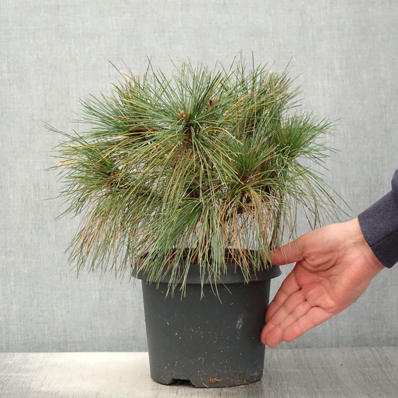 Exemplaar van Pinus strobus Radiata - Weymouthden Pot van 3 l/4 l zoals geleverd in de lente